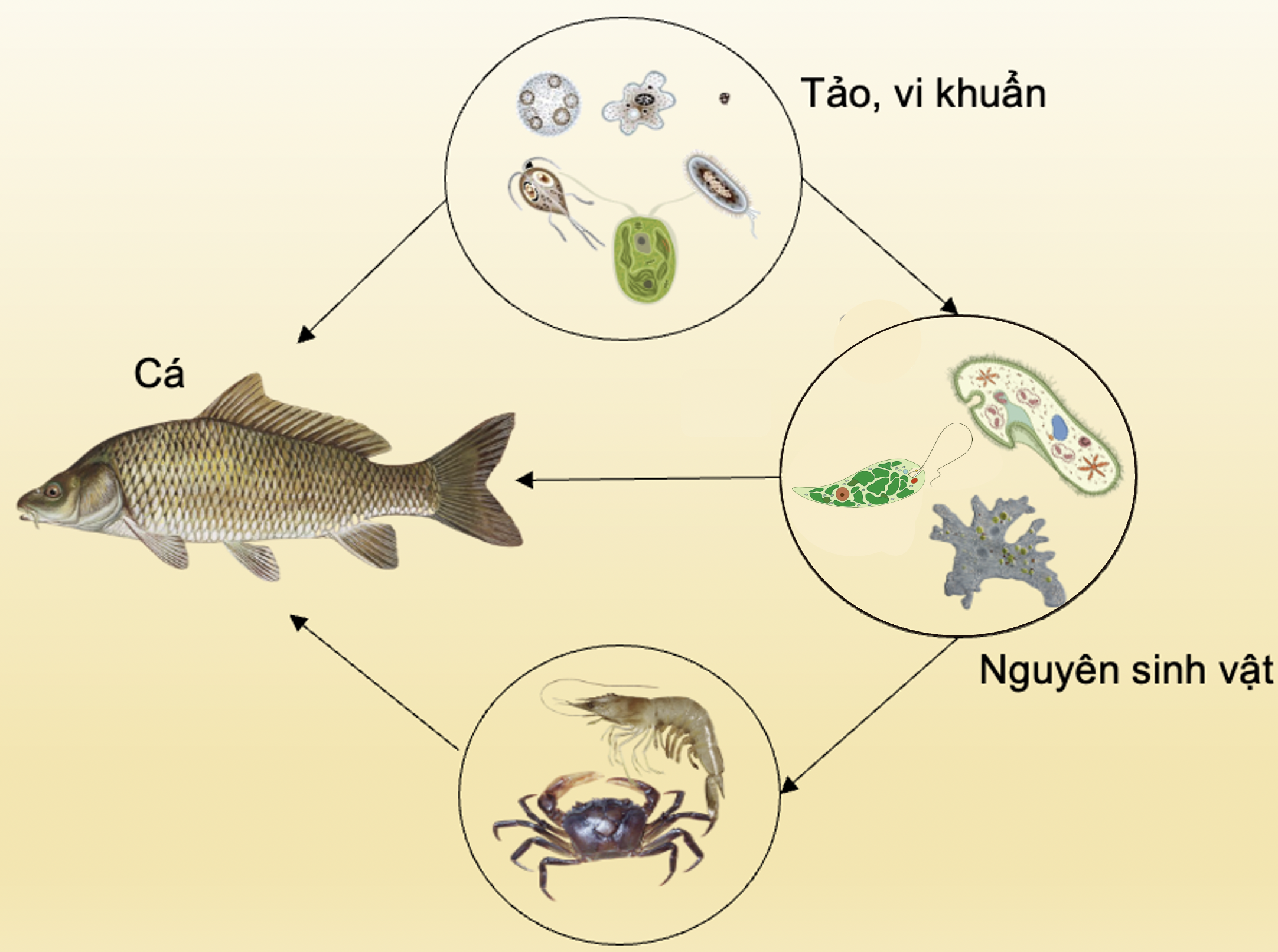 NGUYÊN SINH VẬT OLM